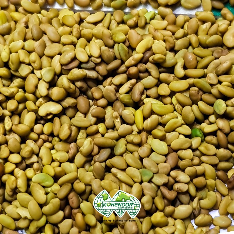 Alfalfa Seeds