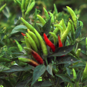 Hot Pepper Seeds