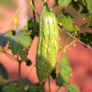 Bitter Gourd Seeds