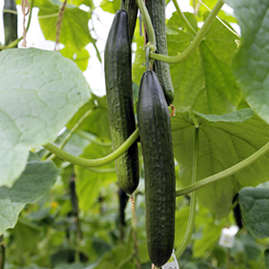 Cucumber Seeds