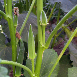 Okra Seeds