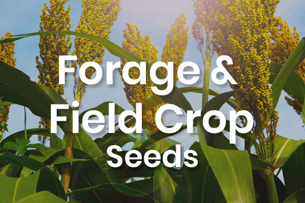 Forage Seeds