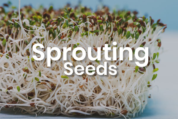 Sprouting Seeds